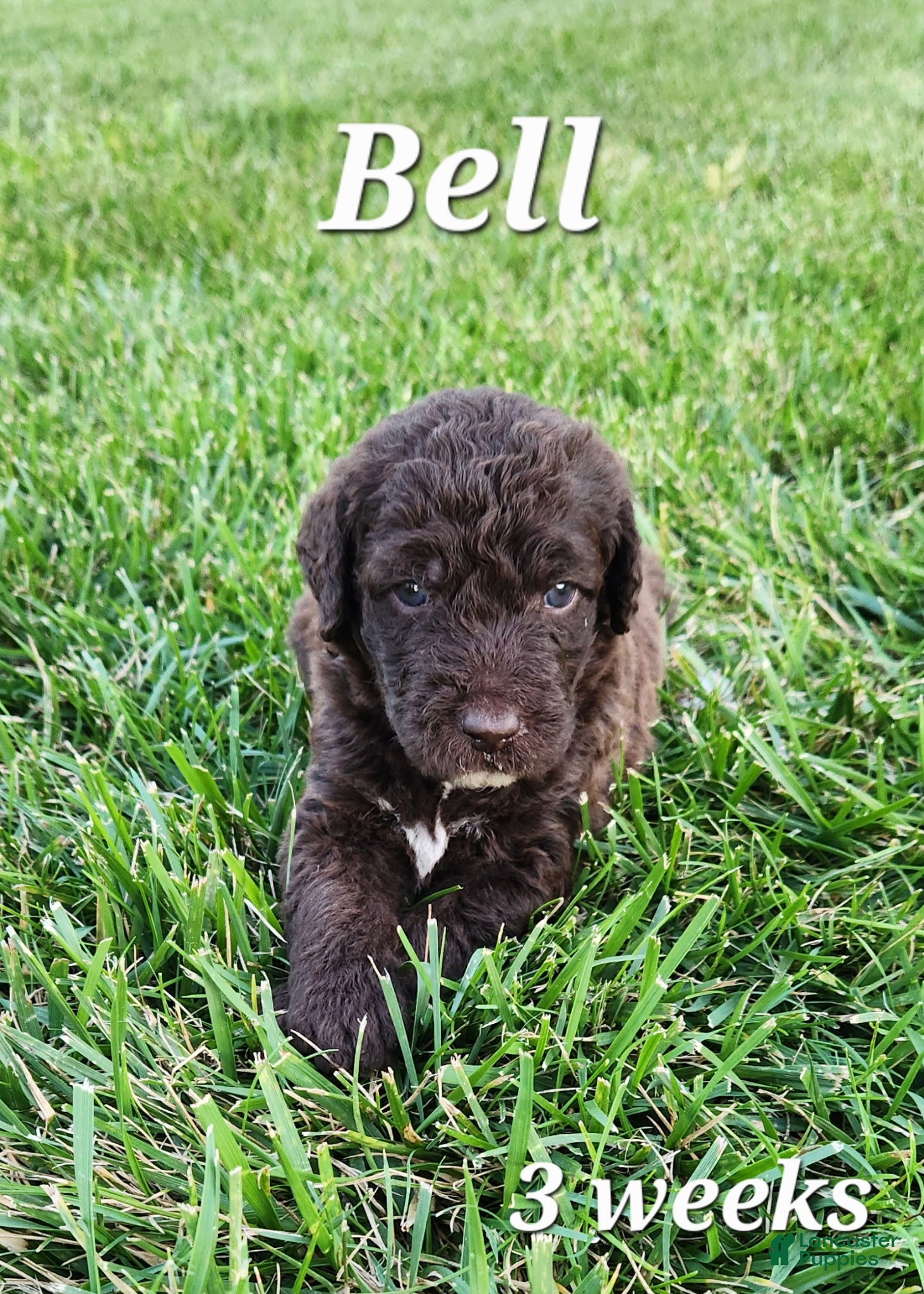 Labradoodle dogs Bell - Ad 1