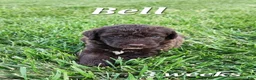 Labradoodle dogs for sale: Bell - Ad 1