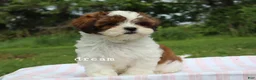 Mixed Breed dogs for sale: Loveda - Ad 5
