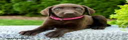 Labrador Retriever dogs for sale: Raven - Ad 5