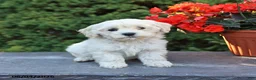 Mixed Breed dogs for sale: Fern - Ad 1