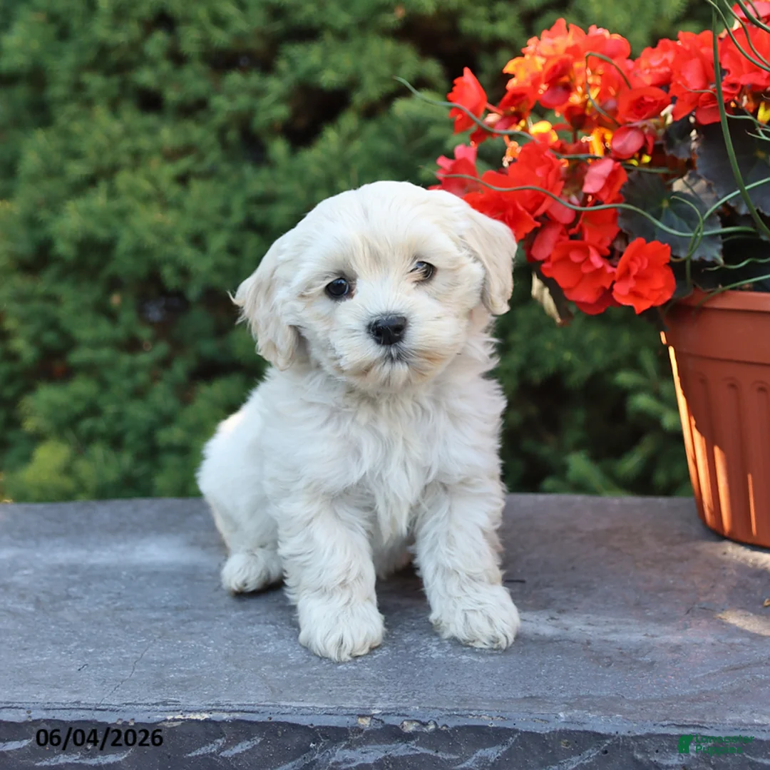 Mixed Breed dogs for sale: Fern - Ad 1