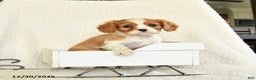 Cavalier King Charles Spaniel dogs for sale: Mocha Cream - Ad 2