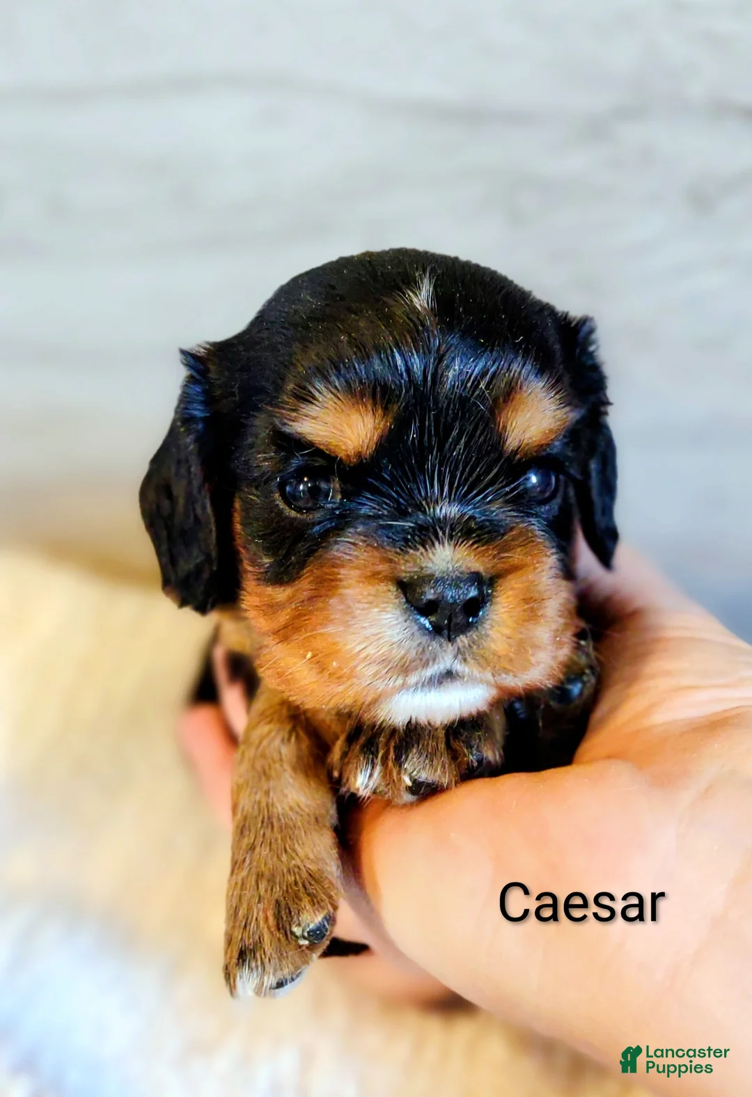 King Charles Spaniel dogs for sale: King Charles Spaniel 1 Caesar - Ad 2