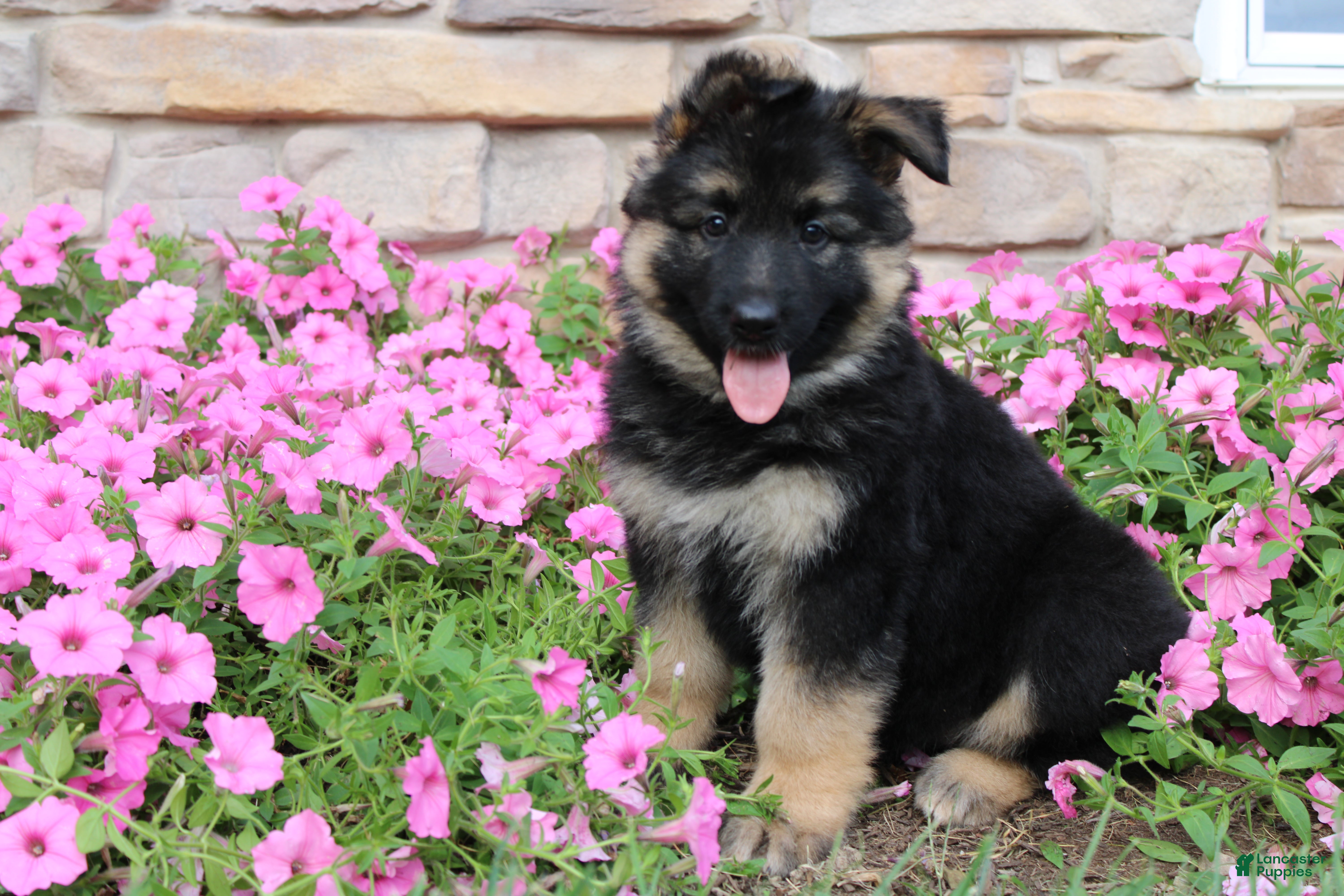 German Shepherd dogs Holly - Ad 1