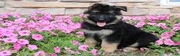 German Shepherd dogs for sale: Holly - Ad 1