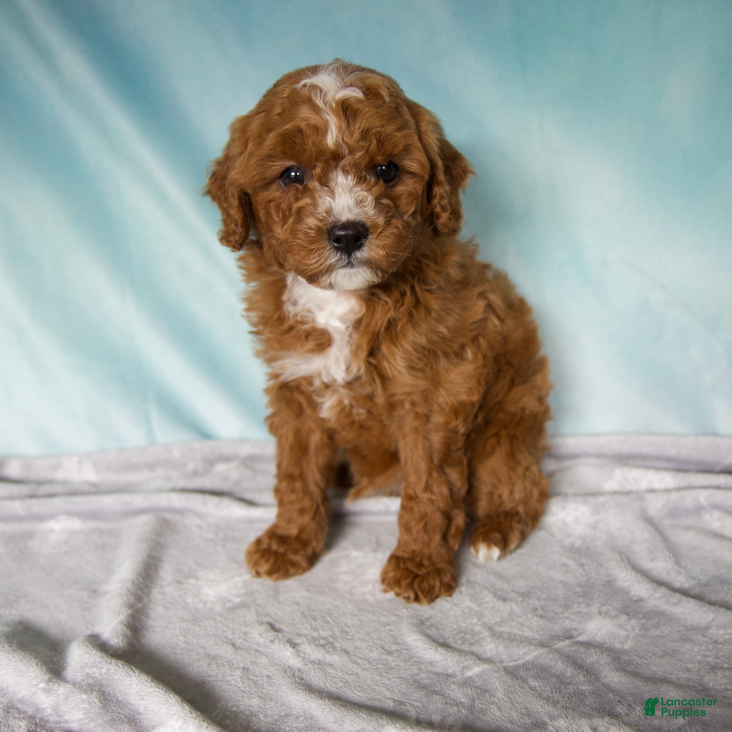 Cavapoo dogs Tucker - Ad 1