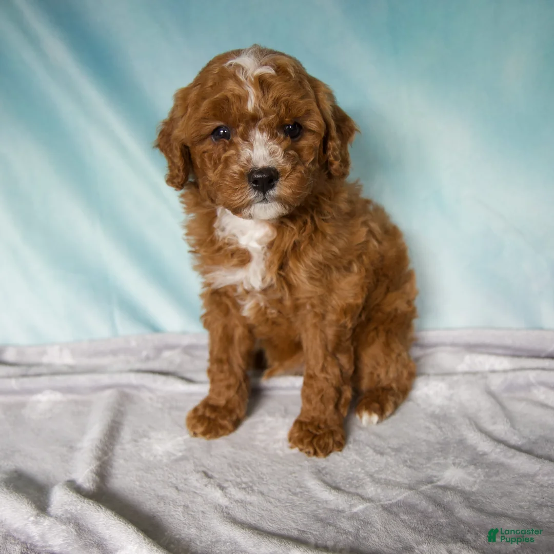 Cavapoo dogs for sale: Tucker - Ad 1