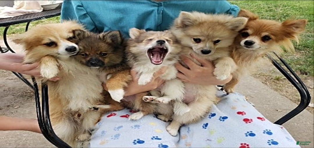 Gallery Image {{count}}