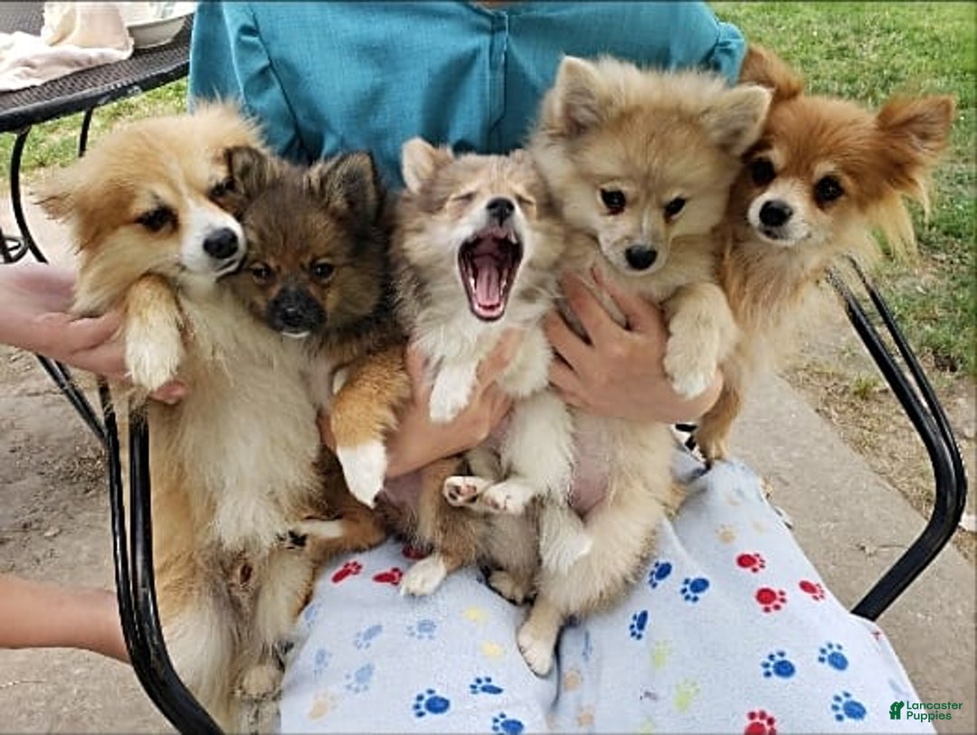 Gallery Image {{count}}