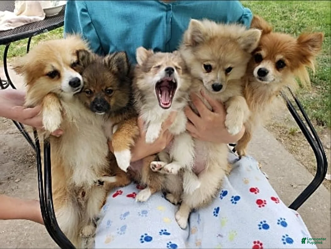 Gallery Image {{count}}