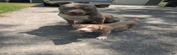American Bully dogs for sale: King - Ad 5