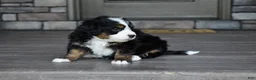 Mini Bernedoodle dogs for sale: Jodie - Ad 20