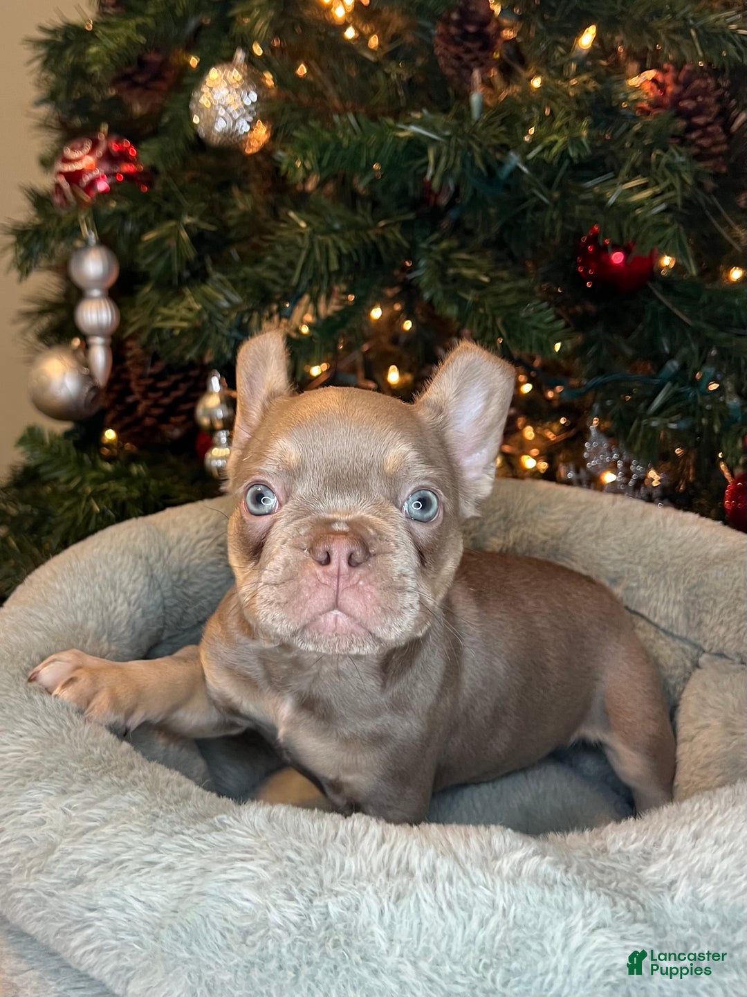 French Bulldog dogs for sale: Ollie Akc - Ad 6