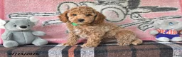 Mini Goldendoodle dogs for sale: Cole - Ad 1