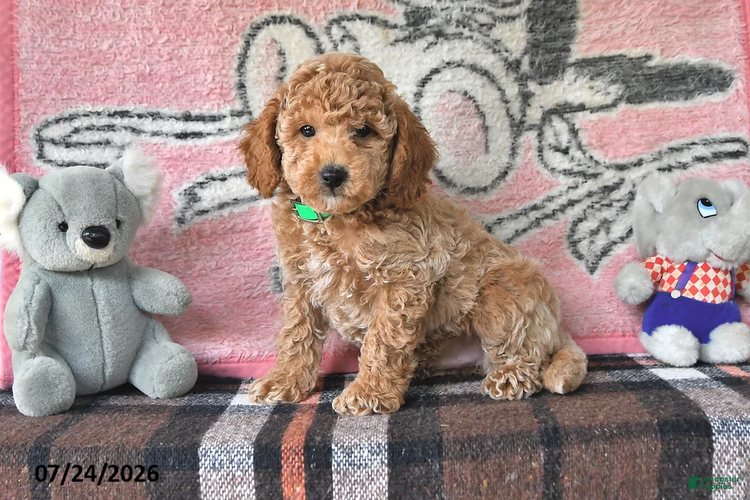 Mini Goldendoodle dogs for sale: Cole - Ad 1