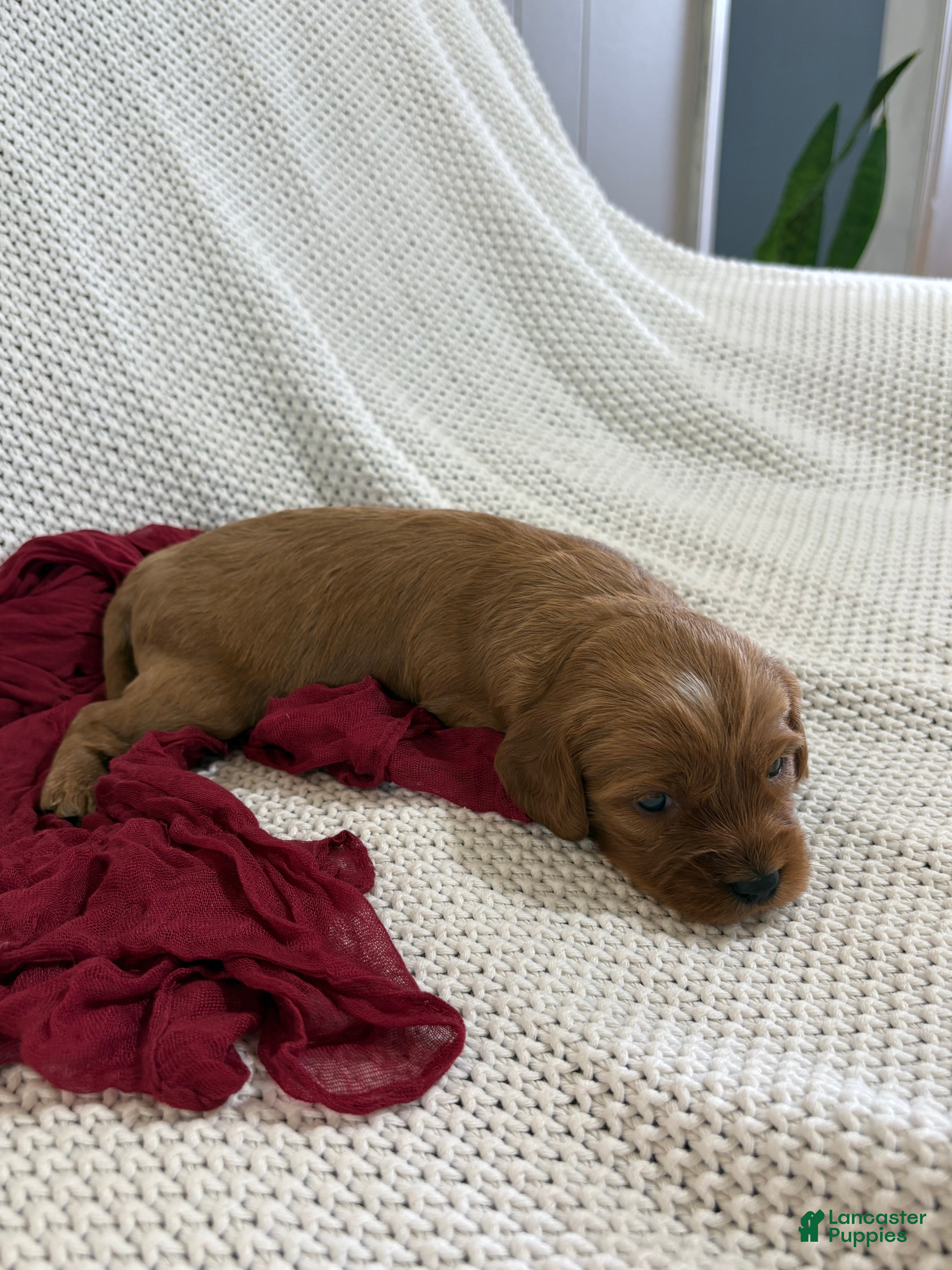 Cavapoo dogs Percy - Ad 2