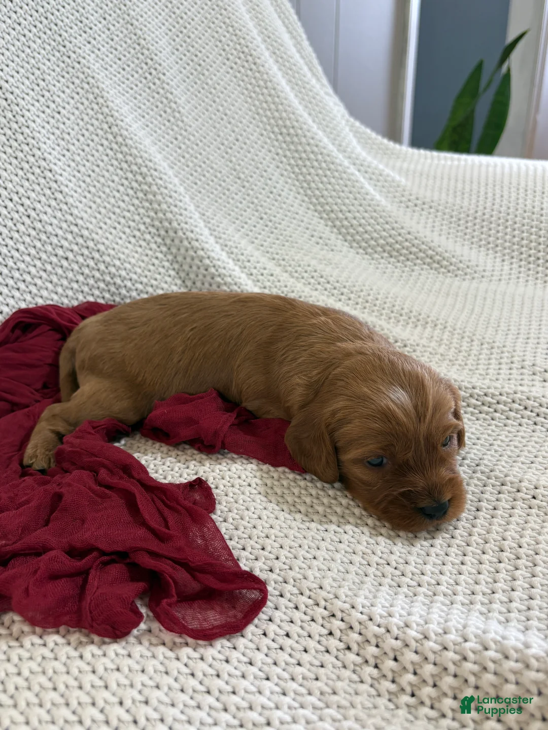 Cavapoo dogs for sale: Percy - Ad 2