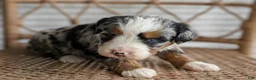 Bernedoodle dogs for sale: Shiloh  - Ad 5