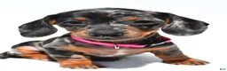 Miniature Dachshund dogs for sale: Tulip - Ad 4