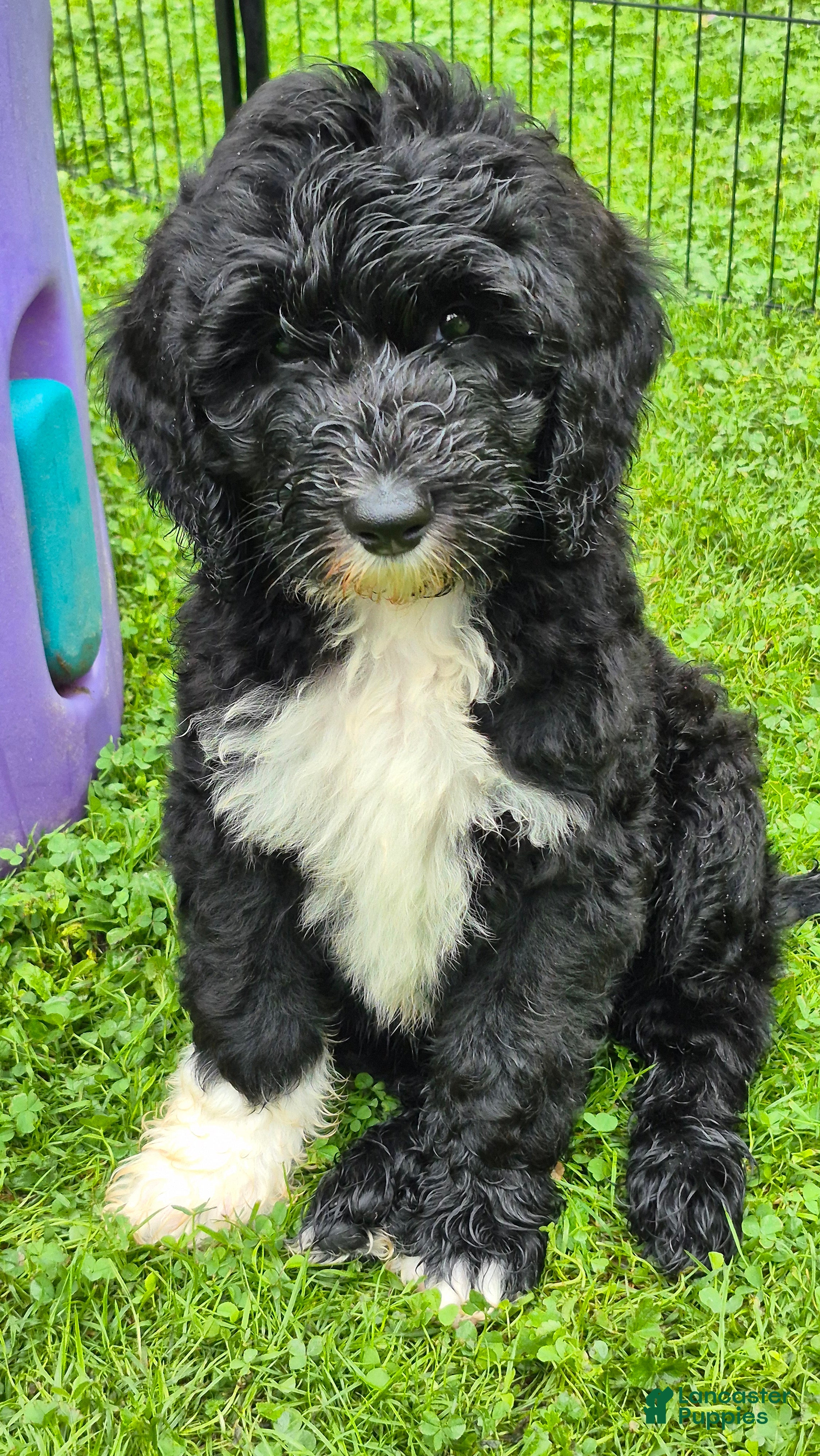 Mini Sheepadoodle dogs Rover - Ad 1
