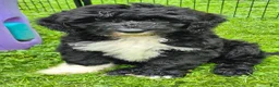 Mini Sheepadoodle dogs for sale: Rover - Ad 1