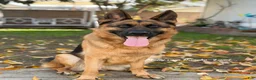 German Shepherd dogs for sale: pink - Ad 6