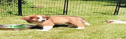 Mixed Breed dogs for sale: Marley - Ad 100