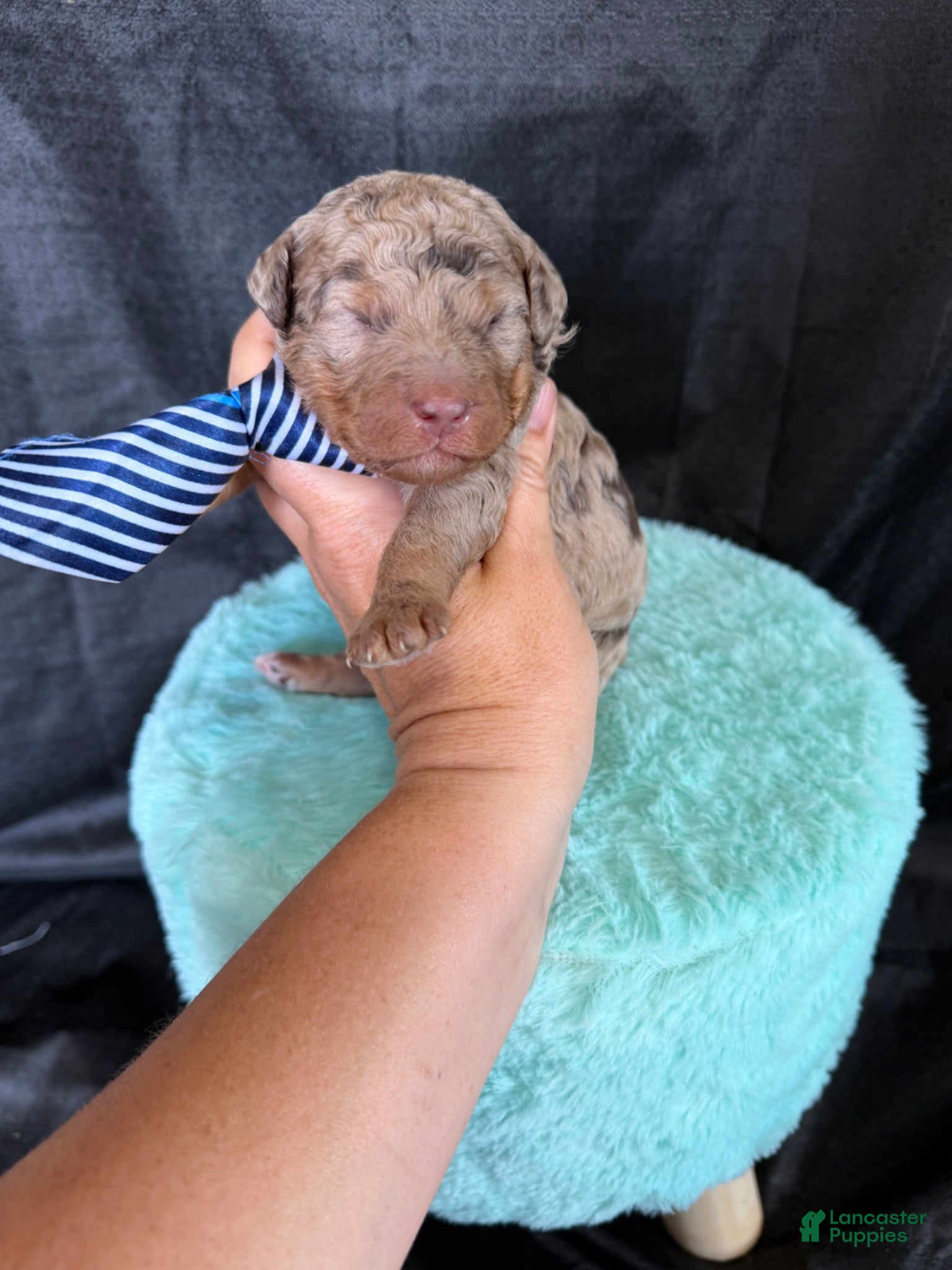 Miniature Poodle dogs Akc Choc Merle Phantom Blue Tie - Ad 12