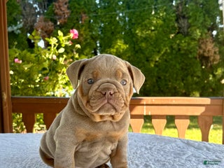 English Bulldog dogs - Ad 18