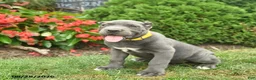 Cane Corso dogs for sale: Layla  - Ad 3