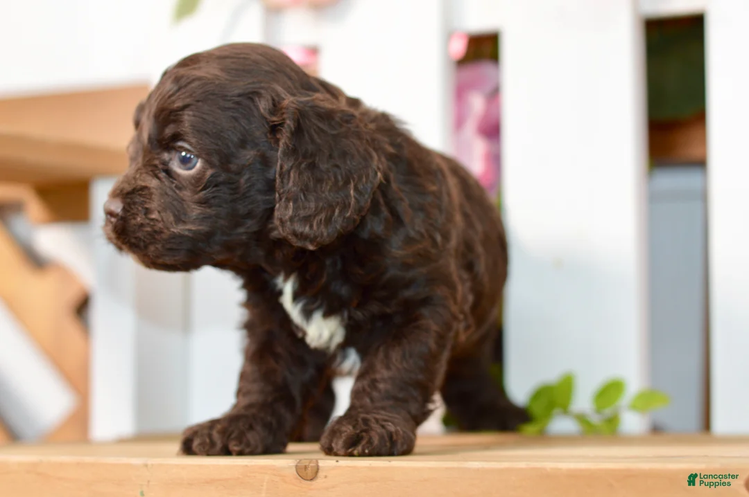 Cockapoo dogs for sale: Claire - Ad 2