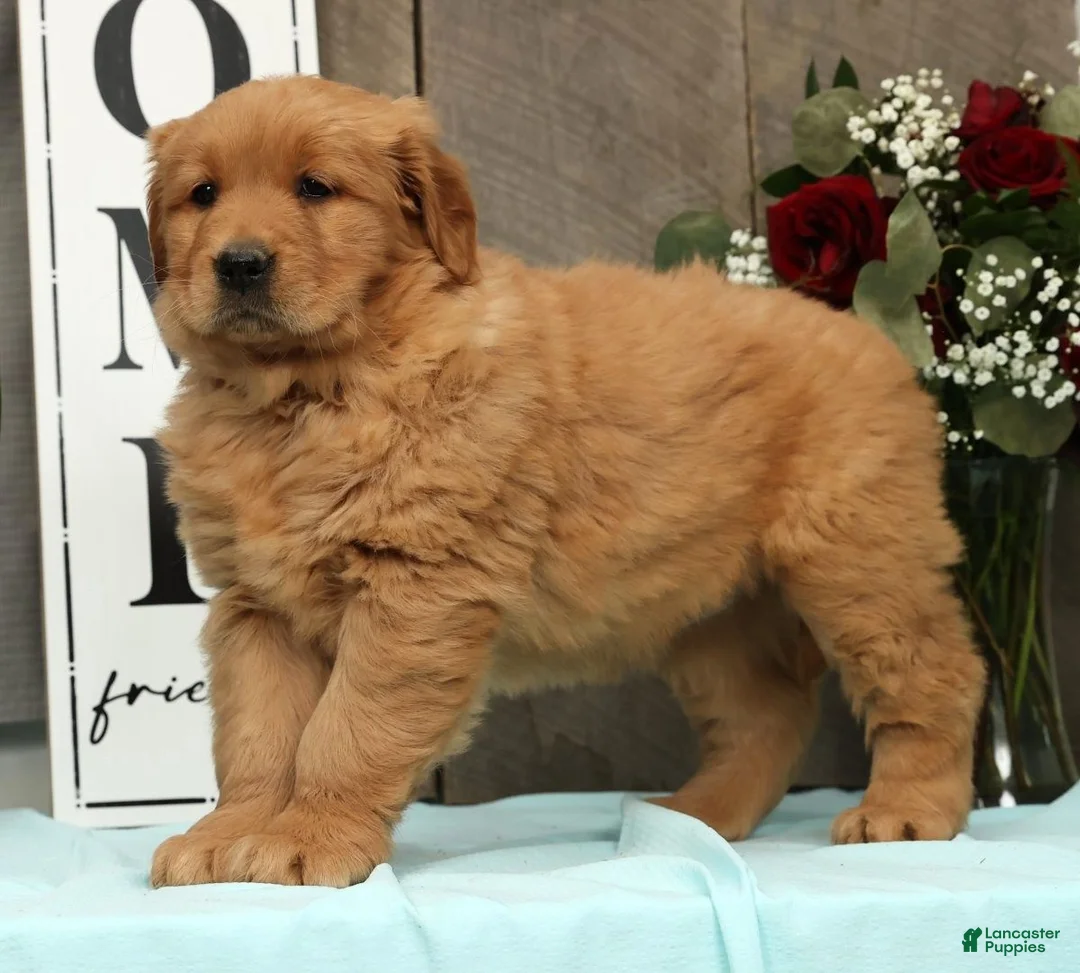 Golden Retriever dogs for sale: Addie - Ad 6