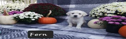 Golden Retriever dogs for sale: Fern  - Ad 4