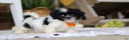 Shih Tzu dogs for sale: Waldo - Ad 4