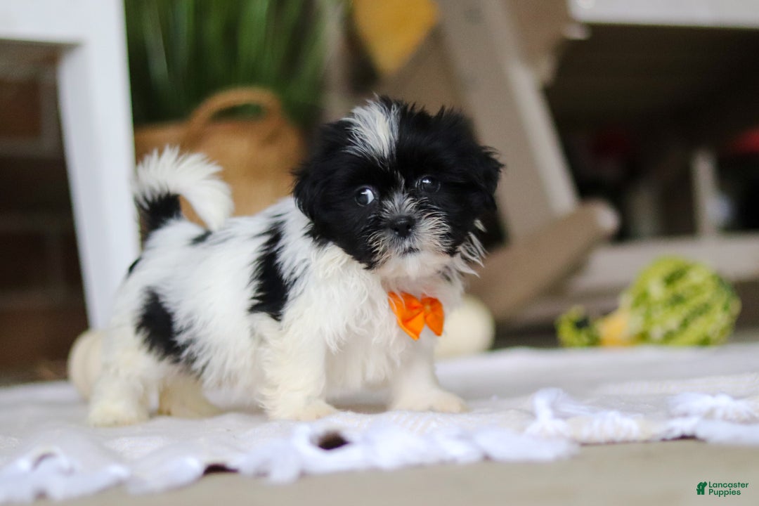 Shih Tzu dogs for sale: Waldo - Ad 4