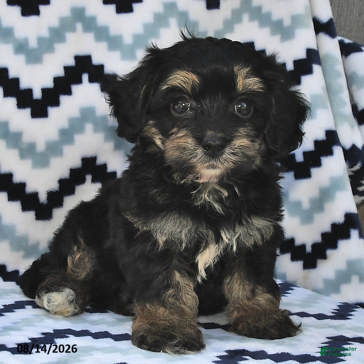 Shihpoo dogs for sale: Baxter - Ad 2