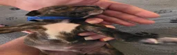 Miniature Pinscher dogs for sale: J-dark blue - Ad 3