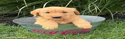 Golden Retriever dogs for sale: Simba - Ad 3