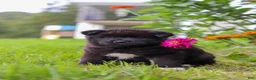 Akita dogs for sale: Nova - Ad 12