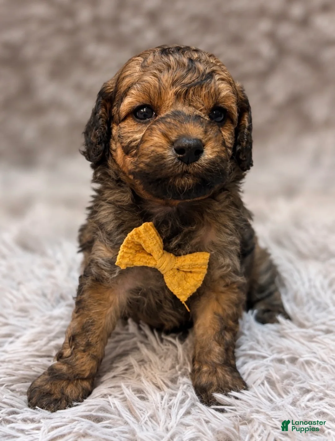 Toy Poodle dogs for sale: Eugene  - Ad 2
