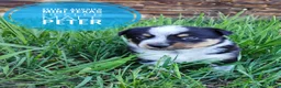 Mixed Breed dogs for sale: Peter - Ad 4