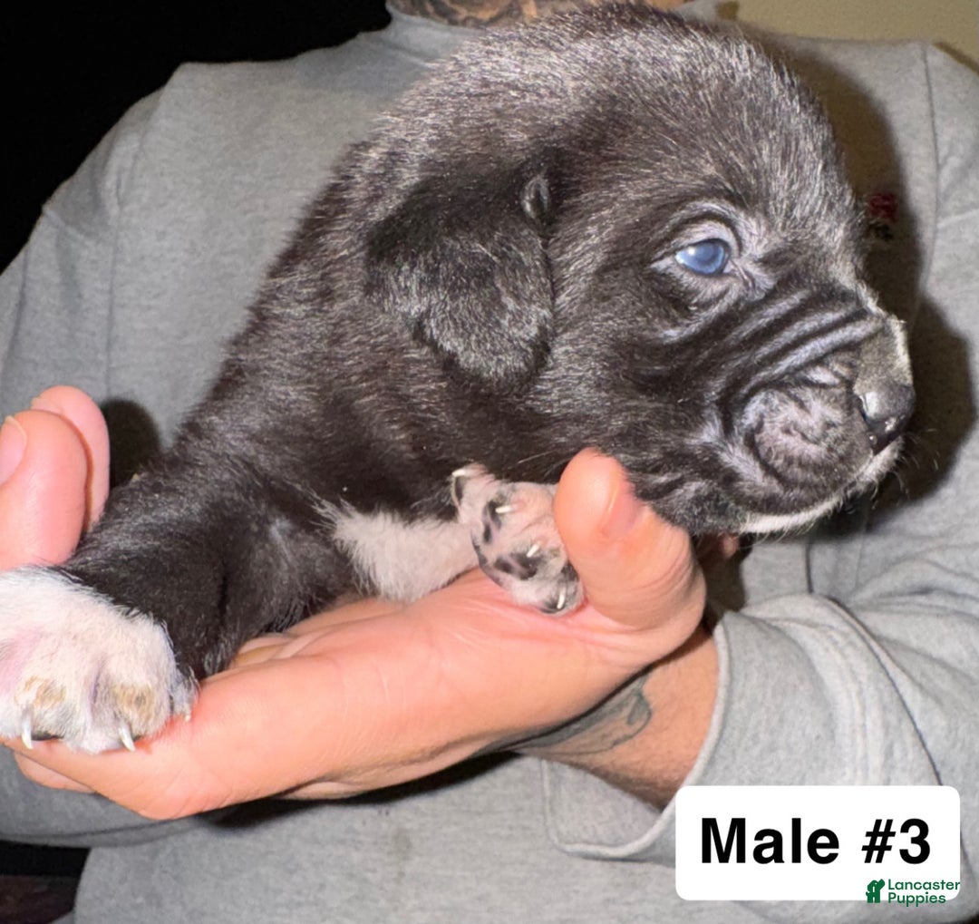 Mixed Breed dogs for sale: Mixed Breed Puppy 3 - Ad 3