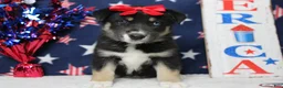 Mixed Breed dogs for sale: Dahlia  - Ad 2