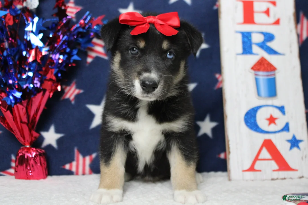 Mixed Breed dogs for sale: Dahlia  - Ad 2