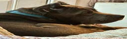 Cane Corso dogs for sale: Maximus - Ad 4
