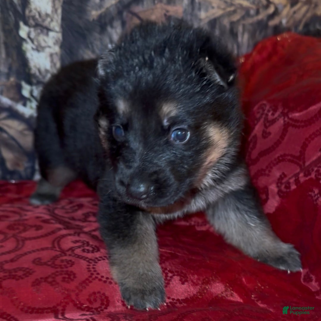 German Shepherd dogs for sale: Sr - Ad 1