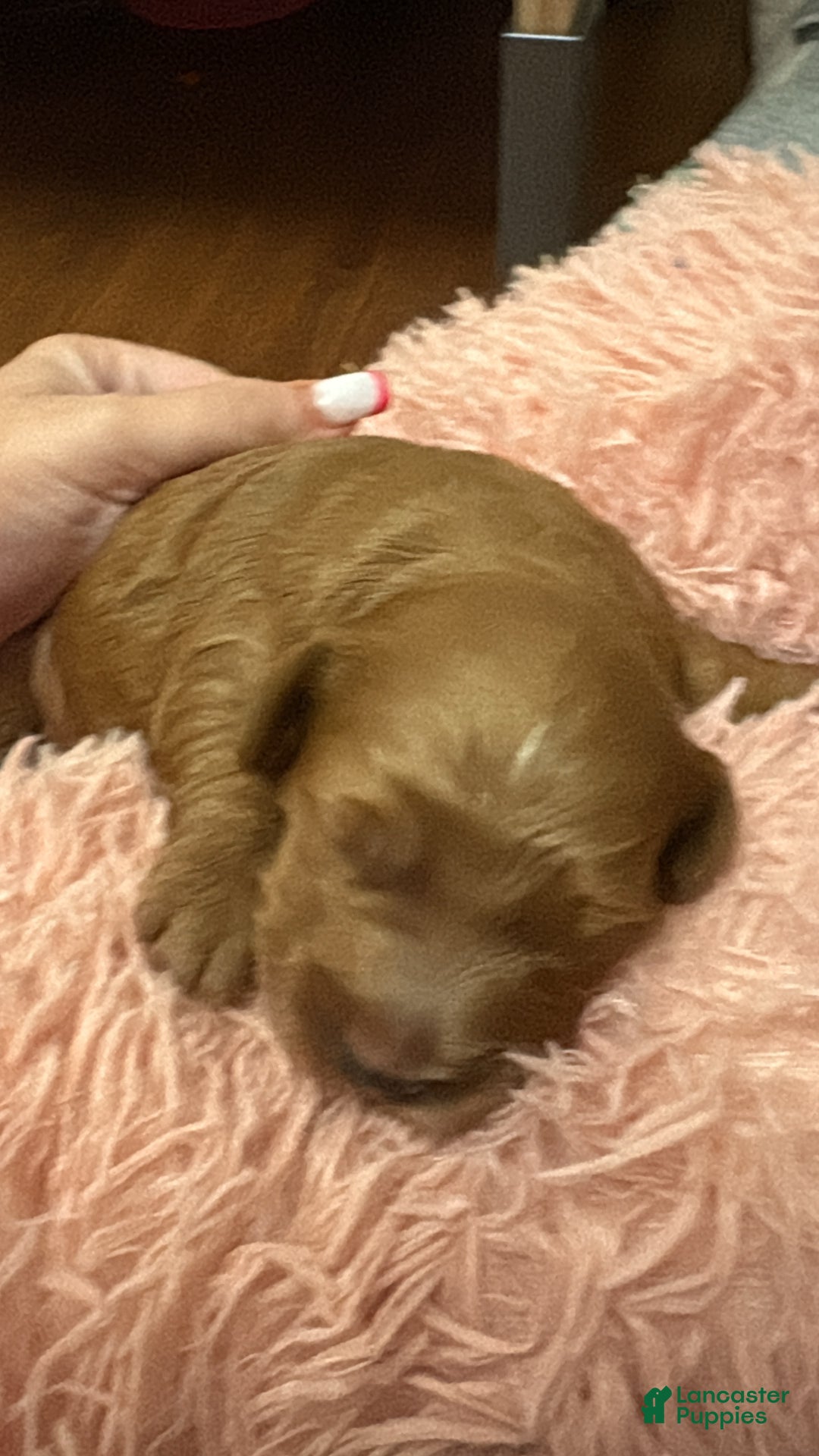 Mixed Breed dogs for sale: Mixed Breed litter of 6 puppies - Ad 1