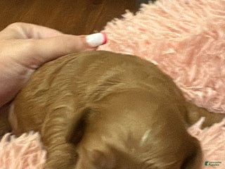 Mixed Breed dogs Mixed Breed litter of 6 puppies - Ad 19