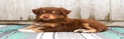 Australian Shepherd dogs for sale: Toffee - Ad 4